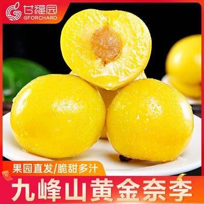 九峰黄金奈李价格(九峰黄金奈李多少钱一斤)-图2 九峰黄金奈李价格(九峰黄金奈李多少钱一斤)-图2