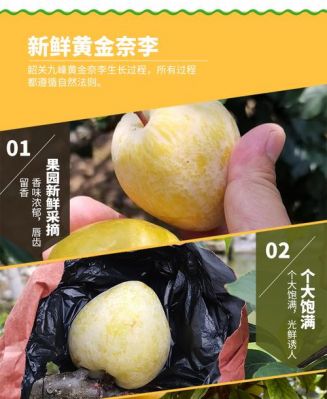 九峰黄金奈李价格(九峰黄金奈李多少钱一斤)-图3 九峰黄金奈李价格(九峰黄金奈李多少钱一斤)-图3