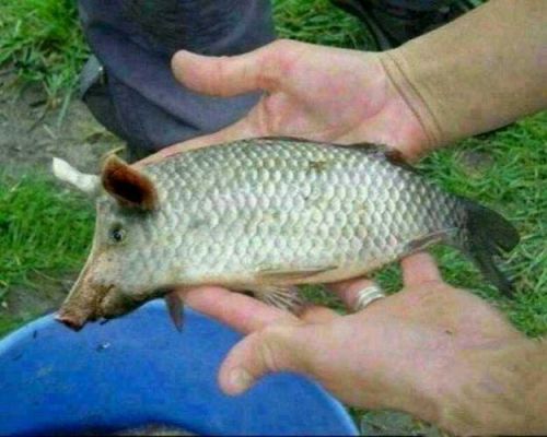 母猪鱼价格(母猪现在多少钱一斤)-图2 母猪鱼价格(母猪现在多少钱一斤)-图2
