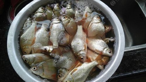 广西三角鲤价格(广西三角鲤鱼养殖基地)-图2 广西三角鲤价格(广西三角鲤鱼养殖基地)-图2