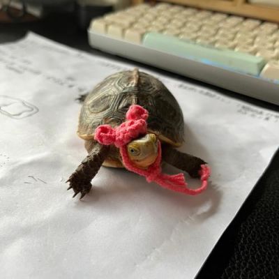 戴帽龟价格（带帽龟图片）