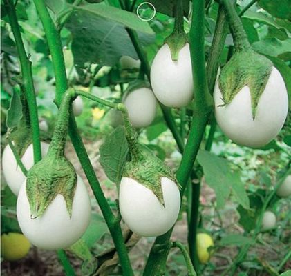 白蛋茄价格是多少(白蛋茄的功效与作用)-图3 白蛋茄价格是多少(白蛋茄的功效与作用)-图3