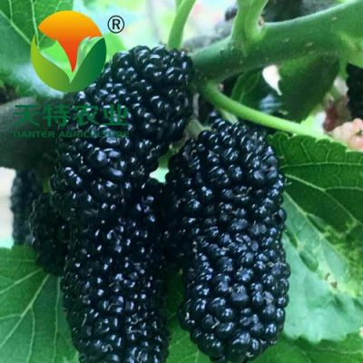 果桑价格(果桑好吃吗)-图3 果桑价格(果桑好吃吗)-图3