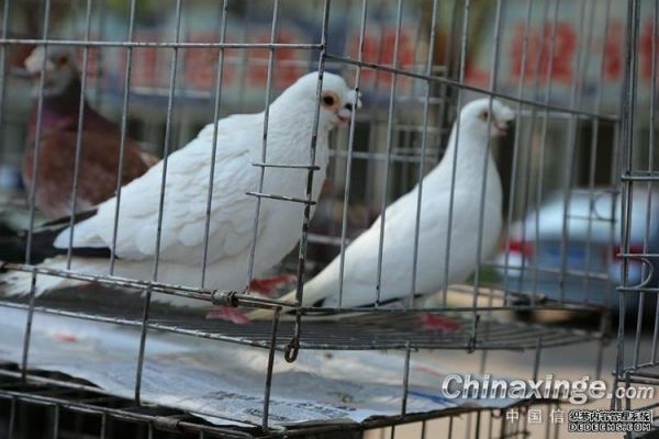 铁翅乌价格(铁翅白鸽子图片)-图2 铁翅乌价格(铁翅白鸽子图片)-图2