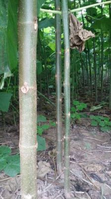绿桐树苗价格(绿桐树苗一株多少钱)-图2 绿桐树苗价格(绿桐树苗一株多少钱)-图2