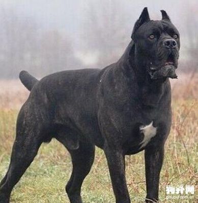 加利纳犬价格(加纳利犬出售)-图3 加利纳犬价格(加纳利犬出售)-图3
