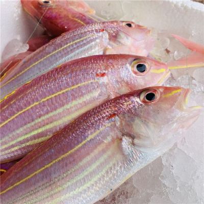 金线鱼的价格(金线鱼贵不贵)-图3 金线鱼的价格(金线鱼贵不贵)-图3