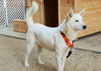 朝鲜丰山犬价格（朝鲜丰山犬好不好）