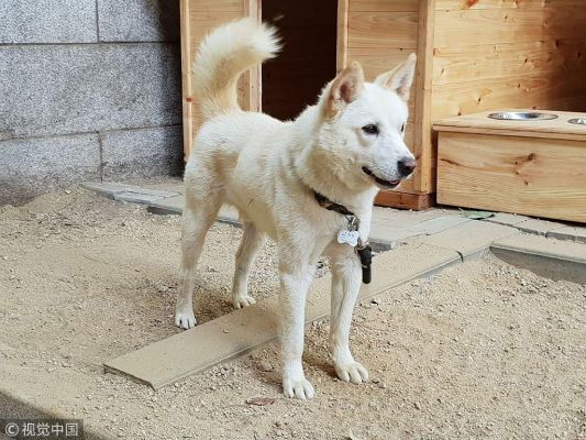 朝鲜丰山犬价格(朝鲜丰山犬好不好)-图2 朝鲜丰山犬价格(朝鲜丰山犬好不好)-图2