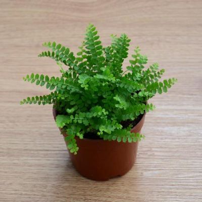 钮扣蕨价格（纽扣草的功效与作用）