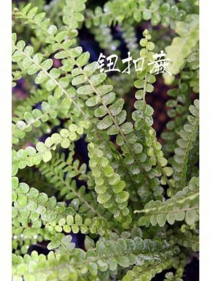 钮扣蕨价格(纽扣草的功效与作用)-图3 钮扣蕨价格(纽扣草的功效与作用)-图3