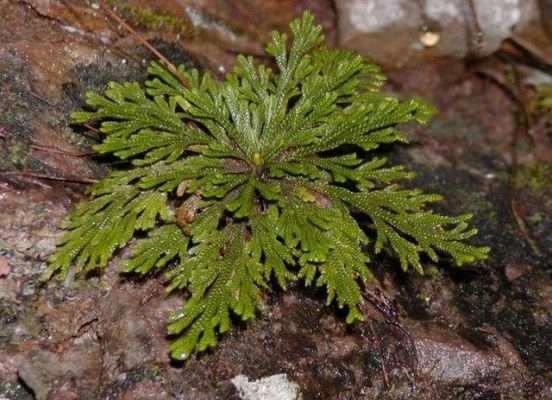 还阳鱼价格（还阳草图片 草药）