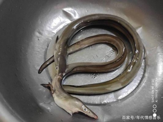 鳗鱼价格是多少钱一斤(鳗鱼的价格 鳗鱼多少钱一斤)-图3 鳗鱼价格是多少钱一斤(鳗鱼的价格 鳗鱼多少钱一斤)-图3