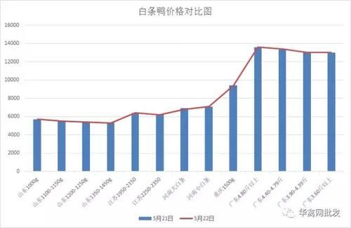 白条鸭价格行情（白条鸭今日行情）