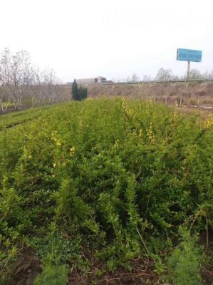 莲翅的价格(连翅的种植前景如何)-图3 莲翅的价格(连翅的种植前景如何)-图3