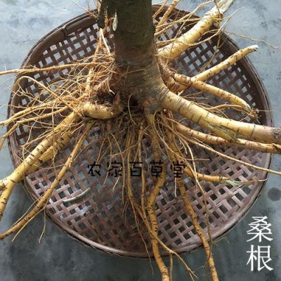 桑根的价格(桑根的功效和作用)-图2 桑根的价格(桑根的功效和作用)-图2