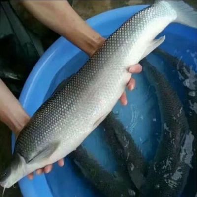 美露鳕价格(美露鳕鱼和银鳕鱼区别)-图3 美露鳕价格(美露鳕鱼和银鳕鱼区别)-图3