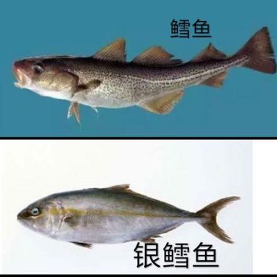 美露鳕价格(美露鳕鱼和银鳕鱼区别)-图2 美露鳕价格(美露鳕鱼和银鳕鱼区别)-图2