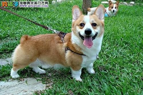 柯斯基犬价格（科斯基犬图片及报价）