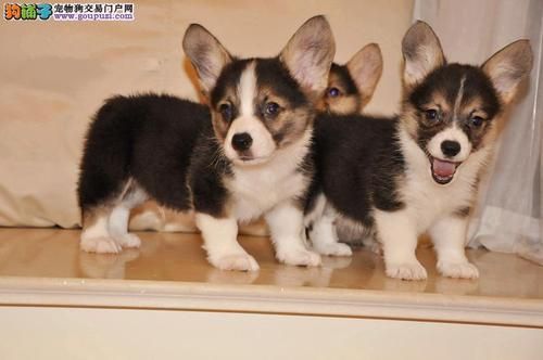 柯斯基犬价格(科斯基犬图片及报价)-图3 柯斯基犬价格(科斯基犬图片及报价)-图3