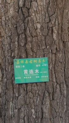 黄连木木材价格(黄连木价格1020公分的)-图2 黄连木木材价格(黄连木价格1020公分的)-图2