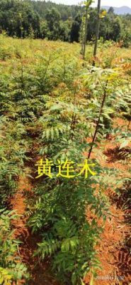 黄连木木材价格（黄连木价格1020公分的）