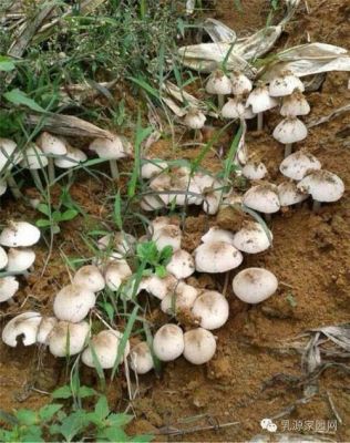 夏至菇价格（夏至菇什么时候生长）