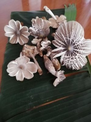 夏至菇价格(夏至菇什么时候生长)-图3 夏至菇价格(夏至菇什么时候生长)-图3