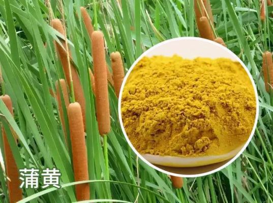 蒲黄市场价格（蒲黄市场价格多少钱一斤）