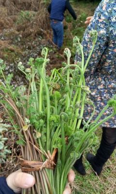 厥菜的价格(厥菜的食用方法)-图3 厥菜的价格(厥菜的食用方法)-图3