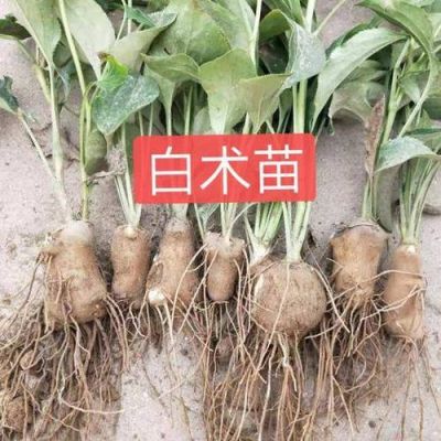 鲜白术的价格(鲜白术价格,亩产,生长期?)-图2 鲜白术的价格(鲜白术价格,亩产,生长期?)-图2