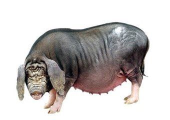 灵寿仔猪价格(今天灵寿肥猪的价格)-图3 灵寿仔猪价格(今天灵寿肥猪的价格)-图3