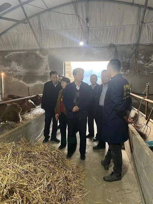 谢牛价格（谢晖调研肉牛产业）