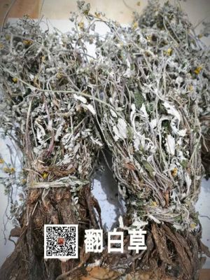 翻百草价格(翻百草别名)-图2 翻百草价格(翻百草别名)-图2
