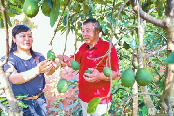 丰果价格表(丰果品牌管理有限公司)-图2 丰果价格表(丰果品牌管理有限公司)-图2