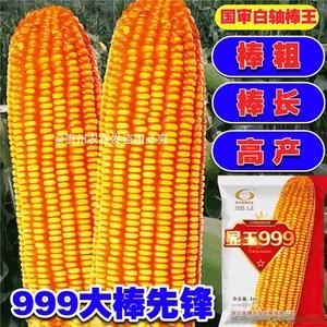 正大999玉米种子价格(正大玉米种子999质量和价格)-图3 正大999玉米种子价格(正大玉米种子999质量和价格)-图3