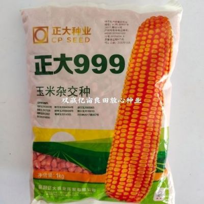 正大999玉米种子价格(正大玉米种子999质量和价格)-图2 正大999玉米种子价格(正大玉米种子999质量和价格)-图2
