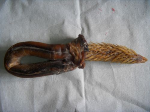 虎鞭价格评估多少(虎鞭多少钱一个)-图2 虎鞭价格评估多少(虎鞭多少钱一个)-图2