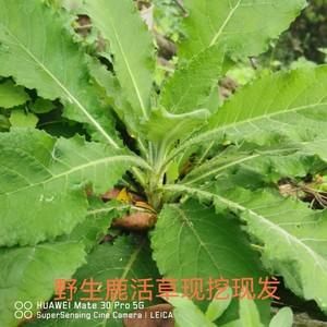 鹿活草价格（鹿活草在哪里）