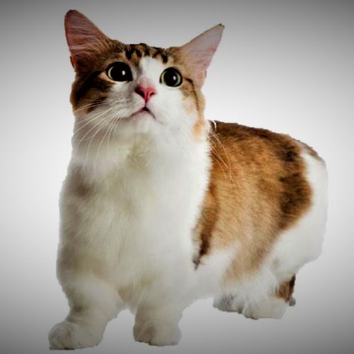 曼切堪猫价格(曼彻堪猫)-图1 曼切堪猫价格(曼彻堪猫)-图1