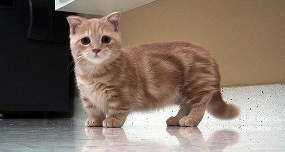 曼切堪猫价格(曼彻堪猫)-图3 曼切堪猫价格(曼彻堪猫)-图3