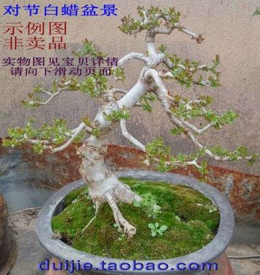 对节树价格(对节树桩图片)-图1 对节树价格(对节树桩图片)-图1