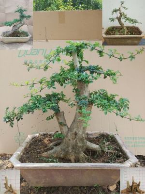 对节树价格(对节树桩图片)-图2 对节树价格(对节树桩图片)-图2