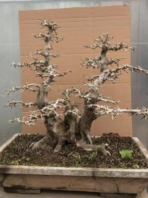 对节树价格(对节树桩图片)-图3 对节树价格(对节树桩图片)-图3