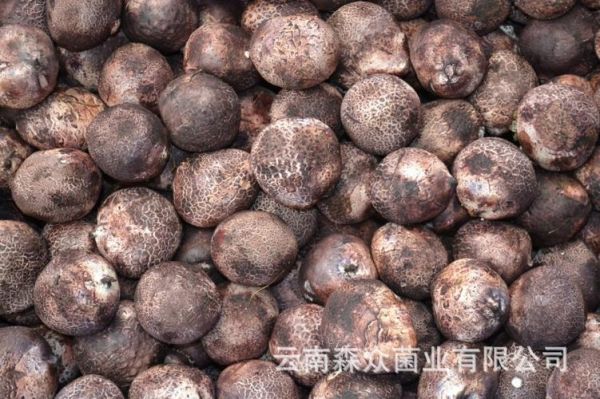 竹笙蛋价格(竹荪蛋价格行情)-图3 竹笙蛋价格(竹荪蛋价格行情)-图3