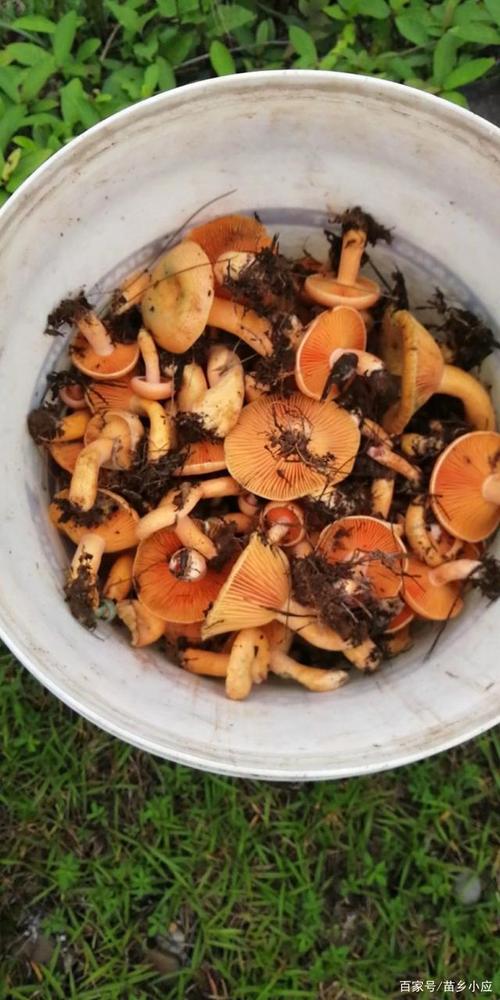 丛菌的价格(丛菌有毒吗?)-图2 丛菌的价格(丛菌有毒吗?)-图2