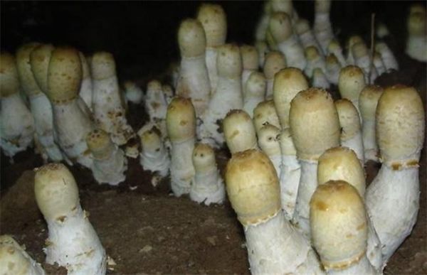 鸡爪菌价格(鸡爪菌有毒吗)-图3 鸡爪菌价格(鸡爪菌有毒吗)-图3