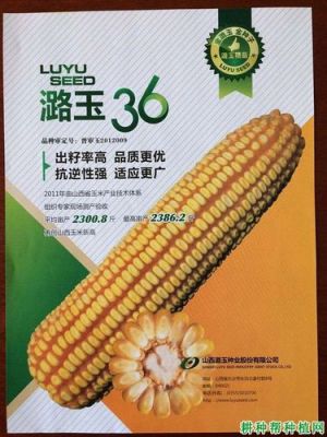 潞玉36价格(潞玉1681品种介绍)-图2 潞玉36价格(潞玉1681品种介绍)-图2