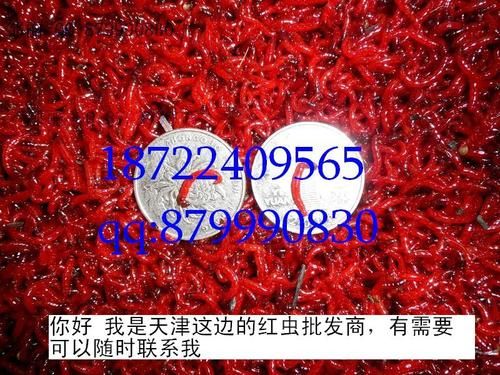 红粉虫价格(红虫粉批发)-图3 红粉虫价格(红虫粉批发)-图3