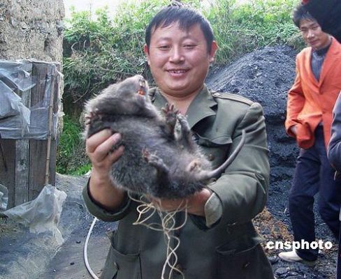 麝香鼠价格的简单介绍